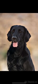 Prodám poslední 3 volné chlapečky Flat coated retriever - 3