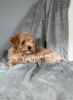 Maltipoo F1 Caramel, 3 měsíce - 3