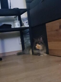 Daruji králíčka z důvodu cestování - 3