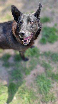 CONNIE K ADOPCI - nejvěrnější parťačka, mazel na N-tou - 3