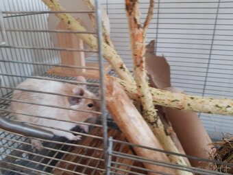Osmák degu - 3