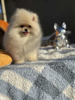 🐾 Pomeranian štěňátka hledají nový domov - 3
