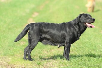 Labradorský retrívr s PP - 3