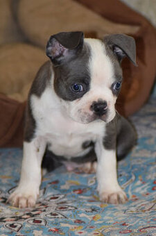 bostonský teriér  s PP  - modrý+lilac pejsek,  modrá holčiča - 3