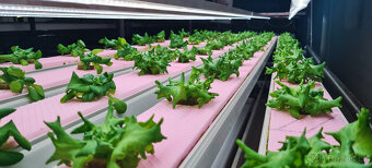 AQAPONICKA FARMA Pronajem - 3