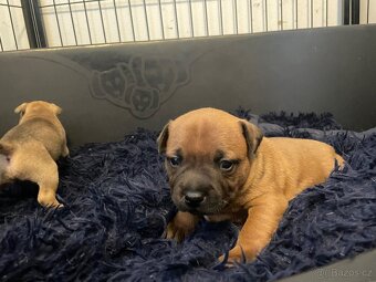 Stafordsirsky bulteriér s pp - 3