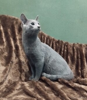 Ruská modrá kočka - kotě - 3