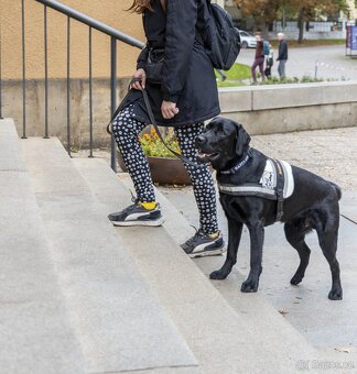 Černý labradorský retrívr - 3