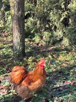 Kočinka zakrslá - 3