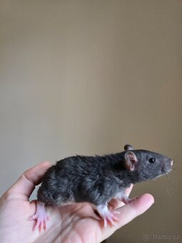 Potkan rex samička - 3