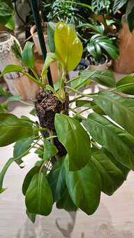 Philodendron malai gold - 3
