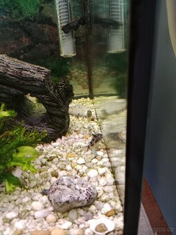Akvarijní ryby a rostliny - 3