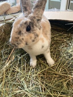 Prodám králíčka - 3