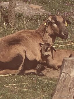 Kamerunská ovce - 3