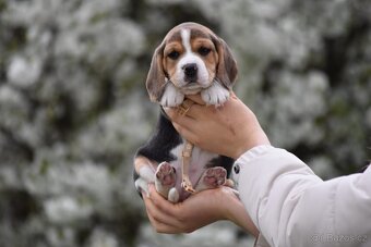 štěňata bígl - 3