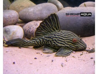 Největší ON-LINE AKVARISTIKA - www.shrimpaqua.eu - 3