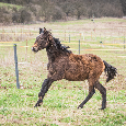 Loňská vyjímečná klisna LUSITANO - 3