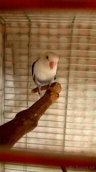 Agapornis Fisery rucne dokrmene 3 m - 3