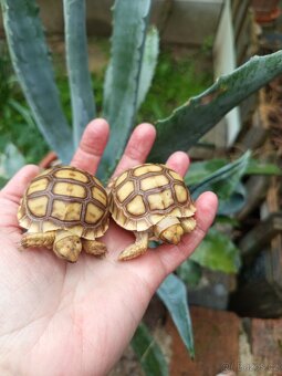Želva ostruhatá, Geochelone Sulcata mláďata - 3