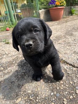 Labradorský retrívr - 3