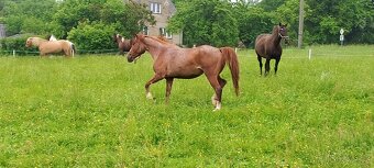 3l kobylka po QH x ČSP - 3