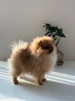 Fenka pomeranian - 3