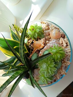 Florarium/kompozice ze sukulentu ve skle - 3