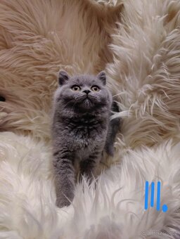 Britská modrá krátkosrstá  koťata s pp - 3