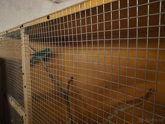 Papoušek mnohobarvy - 3