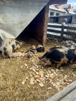 Prodám pastevní prasátka Kune Kune - 3