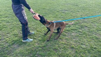 Belgický ovčák Malinois s PP - 3