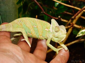 Chameleon jemenský - 3
