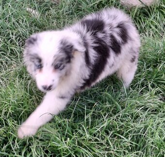 BORDER COLLIE - BLUE MERLE PEJSCI S PP - 3