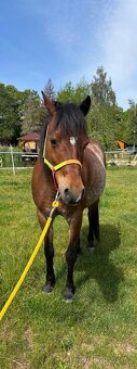 Welsh pony, sekce B - 3