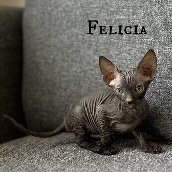 Don sphynx s PP - 3