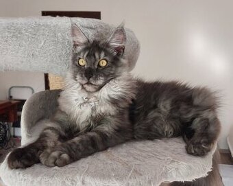 Maine coon, nainska myvalia s PP - 3