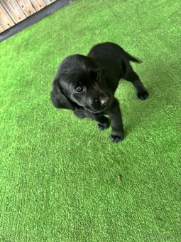 Štěňátko Labradorský retrívr - 3