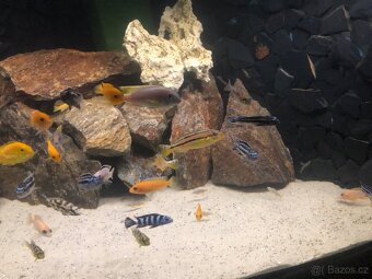 Prodám Akvarium S vybavením - 3