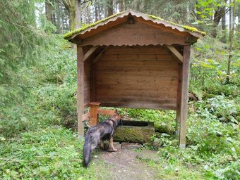 Německý ovčák fena s PP - 3