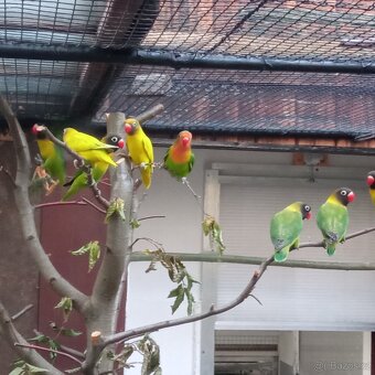 Agapornis Fischeri - 3