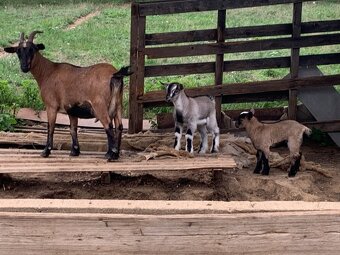 Kozy kozly Kamerunská - 3