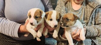 Jack Russel Teriér - 3