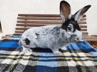 VSS - Velký světlý stříbřitý -  samci a samice - 3