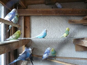 Rosela Korela Andulky Papoušci Alexandr - 3