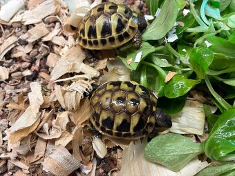 Želva zelenavá - 3