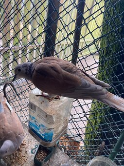 Hrdlička chechtavá - 3