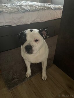 Stafordšírský bulteriér - 3