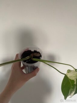 Monstera Deliciosa Variegata - 3