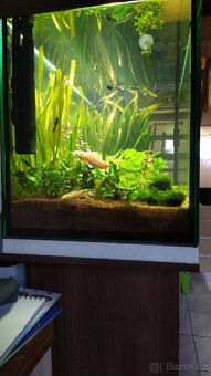 Zařízené akvárium - 3