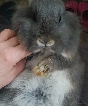 Zarslý beránek / samička - 3